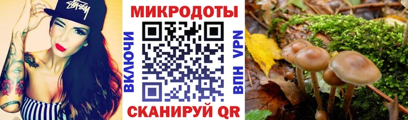 Галлюциногенные грибы Psilocybe  Юхнов 
